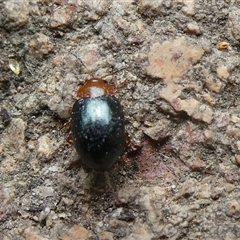 Unidentified Beetle (Coleoptera) at Charleys Forest, NSW - 4 Dec 2024 by arjay