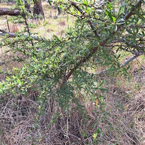 Pyracantha angustifolia at Watson, ACT - 5 Dec 2024 10:03 AM