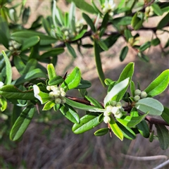 Pyracantha angustifolia at Watson, ACT - 5 Dec 2024 10:03 AM