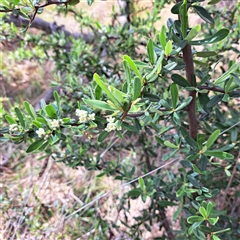 Pyracantha angustifolia at Watson, ACT - 5 Dec 2024 10:03 AM