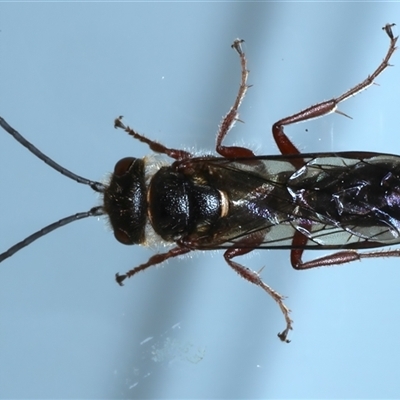 Thynninae (subfamily) (Smooth flower wasp) at Ainslie, ACT - 4 Dec 2024 by jb2602