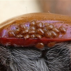 Acari (informal subclass) (Unidentified mite) at Charleys Forest, NSW - 3 Dec 2024 by arjay