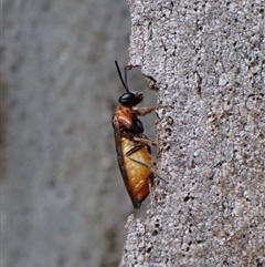 Pergidae sp. (family) (Unidentified Sawfly) at Cook, ACT - 4 Dec 2024 by CathB