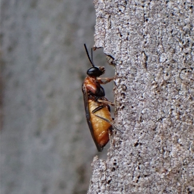 Pergidae sp. (family) at Cook, ACT - 3 Dec 2024 by CathB