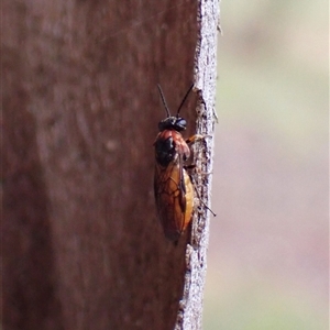 Pergidae sp. (family) at Cook, ACT - 4 Dec 2024 08:32 AM