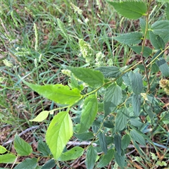 Celtis australis (Nettle Tree) at Hackett, ACT - 4 Dec 2024 by abread111