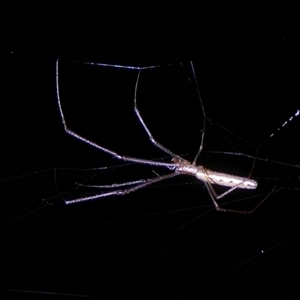 Tetragnatha sp. (genus) at Charleys Forest, NSW - suppressed