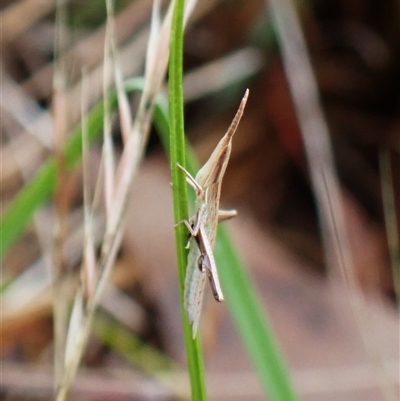 Acrida conica (Giant green slantface) at Cook, ACT - 4 Dec 2024 by CathB