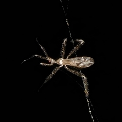 Unidentified Assassin bug (Reduviidae) at Charleys Forest, NSW - 2 Dec 2024 by arjay