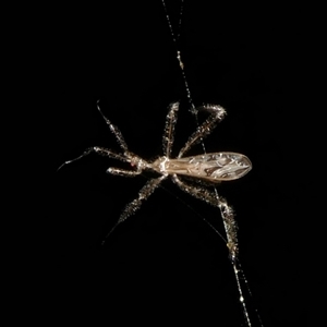 Unidentified Assassin bug (Reduviidae) at Charleys Forest, NSW by arjay