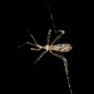 Unidentified Assassin bug (Reduviidae) at Charleys Forest, NSW - 2 Dec 2024 by arjay