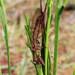 Campion impressus (A mantis lacewing) at Cook, ACT - 4 Dec 2024 by CathB