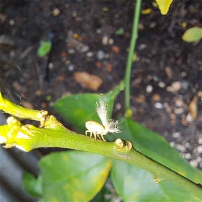 Scolypopa australis (Passionvine hopper, Fluffy bum) at Watson, ACT - 5 Dec 2024 by abread111