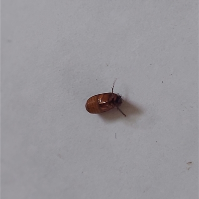 Sericesthis geminata (Pruinose scarab) at Kambah, ACT - 5 Dec 2024 by GirtsO