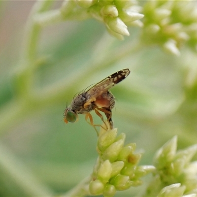 Trupanea (genus) (Fruit fly or seed fly) at Cook, ACT - 3 Dec 2024 by CathB