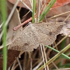 Taxeotis intextata (Looper Moth, Grey Taxeotis) at Cook, ACT - 2 Dec 2024 by CathB