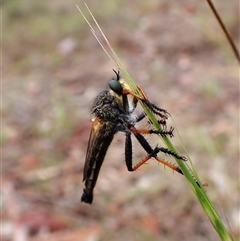 Neoscleropogon sp. (genus) (Robber fly) at Cook, ACT - 2 Dec 2024 by CathB