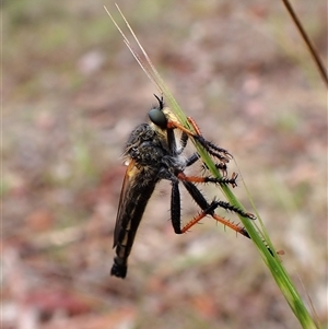 Neoscleropogon sp. (genus) (Robber fly) at Cook, ACT by CathB