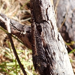 Glenoleon pulchellus (Antlion lacewing) at Cook, ACT - 2 Dec 2024 by CathB