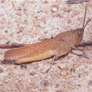 Goniaea australasiae (Gumleaf grasshopper) at Tharwa, ACT by JohnBundock