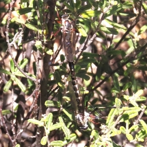 Promachus sp. (genus) at Tharwa, ACT by JohnBundock