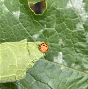 Epilachna sumbana (A Leaf-eating Ladybird) at Kambah, ACT by LinePerrins