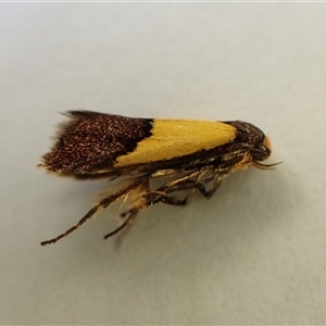 Hemibela hemicalypta (A Concealer moth) at Cook, ACT by CathB