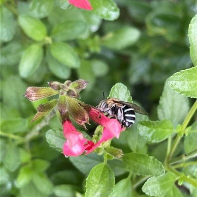 Amegilla (Zonamegilla) asserta (Blue Banded Bee) at Kambah, ACT - 3 Dec 2024 by LinePerrins