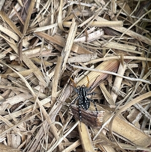 Nyssus coloripes (Spotted Ground Swift Spider) at Kambah, ACT by LinePerrins