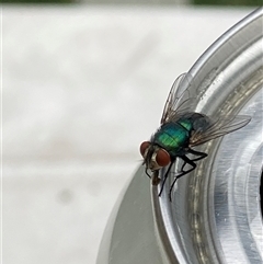 Lucilia sp. (genus) (A blowfly) at Theodore, ACT - 5 Dec 2024 by Cardy