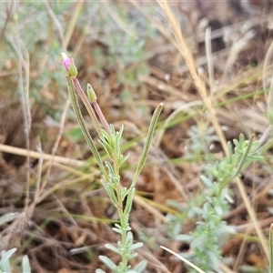 Epilobium billardiereanum subsp. cinereum at Hawker, ACT - 5 Dec 2024 07:04 AM