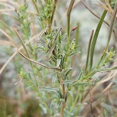 Epilobium billardiereanum subsp. cinereum at Hawker, ACT - 5 Dec 2024 07:04 AM