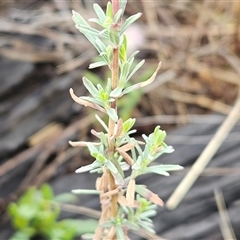 Epilobium billardiereanum subsp. cinereum at Hawker, ACT - 5 Dec 2024 07:04 AM