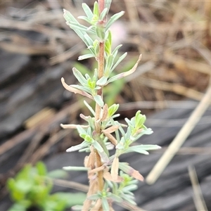 Epilobium billardiereanum subsp. cinereum at Hawker, ACT - 5 Dec 2024 07:04 AM