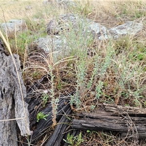 Epilobium billardiereanum subsp. cinereum at Hawker, ACT - 5 Dec 2024 07:04 AM