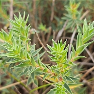 Melichrus urceolatus (Urn Heath) at Hawker, ACT by sangio7