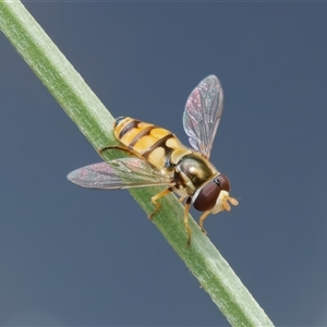 Simosyrphus grandicornis at Chisholm, ACT - 5 Dec 2024 12:15 PM