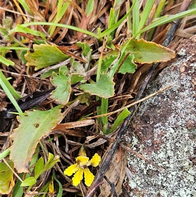 Goodenia hederacea subsp. hederacea (Ivy Goodenia, Forest Goodenia) at Hawker, ACT - 4 Dec 2024 by sangio7