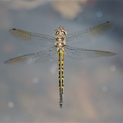 Hemicordulia australiae (Australian Emerald) at Chisholm, ACT - 5 Dec 2024 by RomanSoroka