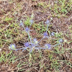 Eryngium ovinum at Whitlam, ACT - 5 Dec 2024 07:14 AM