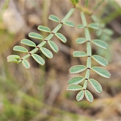 Indigofera adesmiifolia (Tick Indigo) at Whitlam, ACT - 4 Dec 2024 by sangio7