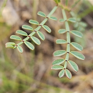 Indigofera adesmiifolia at Whitlam, ACT - 5 Dec 2024 07:26 AM