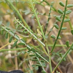 Indigofera adesmiifolia at Whitlam, ACT - 5 Dec 2024 07:26 AM