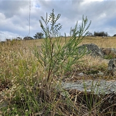 Indigofera adesmiifolia at Whitlam, ACT - 5 Dec 2024 07:26 AM