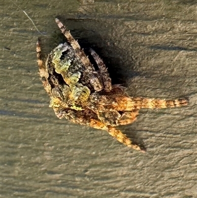 Unidentified Orb-weaving spider (several families) at Emerald, VIC - 5 Dec 2024 by GlossyGal