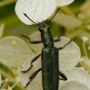 Eleale aspera (Clerid beetle) at Downer, ACT by RobertD