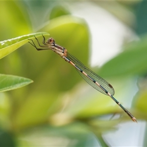 Austrolestes leda at Chisholm, ACT - 5 Dec 2024