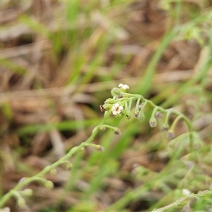 Hackelia suaveolens at Whitlam, ACT - 5 Dec 2024