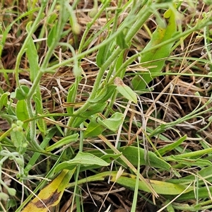 Hackelia suaveolens at Whitlam, ACT - 5 Dec 2024