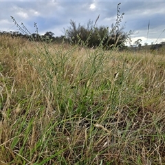 Hackelia suaveolens at Whitlam, ACT - 5 Dec 2024